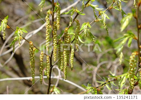 角山茱萸花穗[築井，相模原市，四月] 135241171