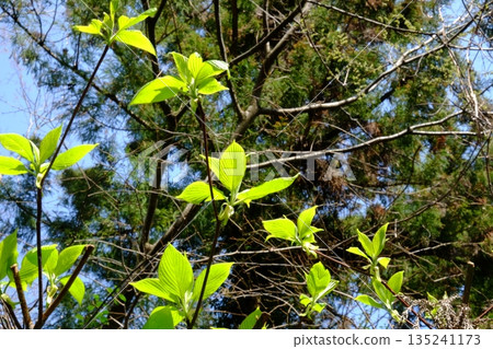 新長出的山茱萸葉 [築井，相模原市，四月] 135241173