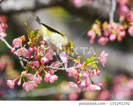 Bigeye came to Sakura Kawazu Bigeye came to Sakura Kawazu 135241242