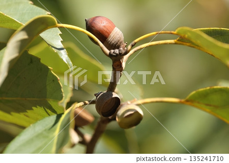 Nature Plants Quercus glauca, December. A mature acorn is about to burst out of its cupule and will soon fall. 135241710