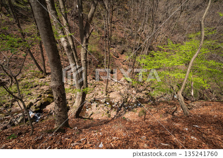 Climbing Mount Ryokami, Saitama Prefecture Climbing Mount Ryokami, Saitama Prefecture 135241760