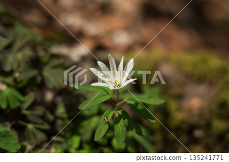 Climbing Mount Ryokami, Saitama Prefecture 135241771