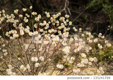 攀登埼玉縣兩神山 135241789