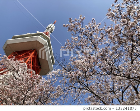 櫻花和塔在春天的藍天中閃耀 135241873