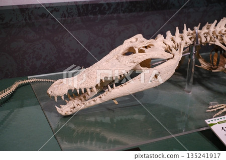 Side view of the head skeleton of a saltwater crocodile 135241917
