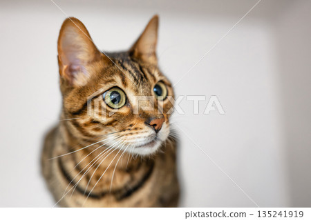 凝視貓(孟加拉貓) 凝視貓(孟加拉貓) 135241919