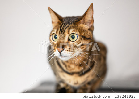 凝視貓(孟加拉貓) 凝視貓(孟加拉貓) 135241923