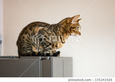 凝視貓(孟加拉貓) 凝視貓(孟加拉貓) 135241926