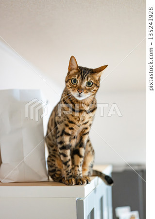 凝視貓（孟加拉貓） 135241928