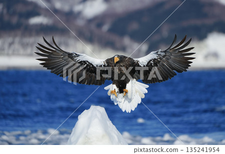一隻巨鷹優雅地展開雙翼,降落在羅臼海岸附近的浮冰上。 一隻巨鷹優雅地展開雙翼,降落在羅臼海岸附近的浮冰上。 135241954