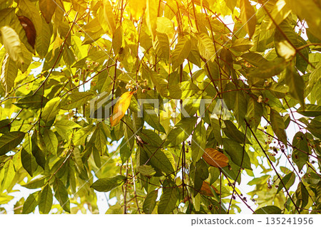 Golden Light on Lush Foliage. Nature and Environment Concept. Nature Background. Climate Change. High quality photo 135241956
