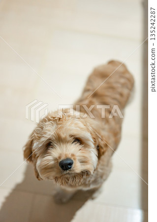 無辜的狗狗(美國可卡犬) 無辜的狗狗(美國可卡犬) 135242287