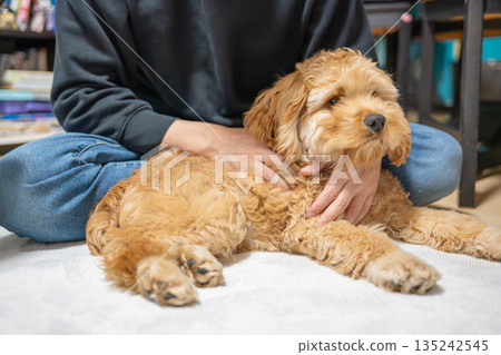 撫摸犬(美國可卡犬) 撫摸犬(美國可卡犬) 135242545