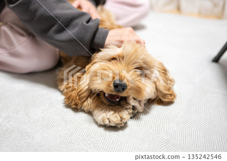 撫摸犬（美國可卡犬） 135242546