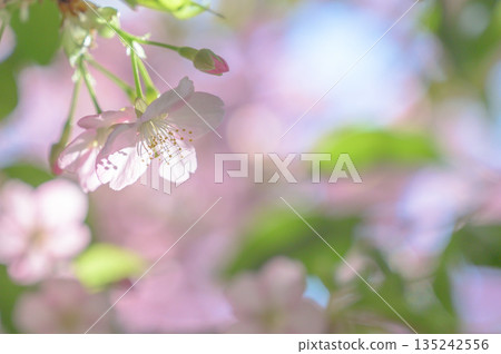 河津櫻花的特寫照片 河津櫻花的特寫照片 135242556