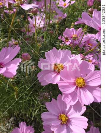 Pink cosmos and bees 135242821