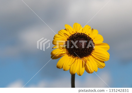 向日葵和天空景色 135242831