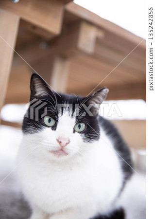 A cat staring at you A cat staring at you 135242856