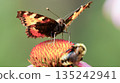 Vanessa cardui butterfly and bee sit on the echinacea flower. Pollination of a flower close-up. 135242941
