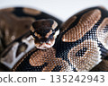 Close-up of a royal python snake. 135242943