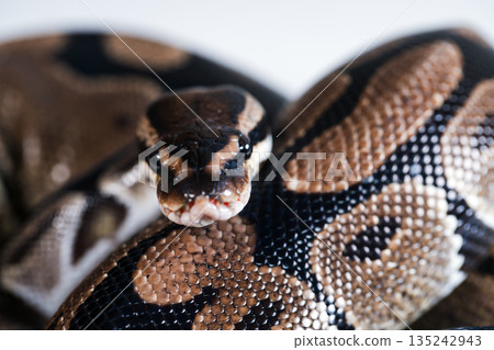 Close-up of a royal python snake. Close-up of a royal python snake. 135242943