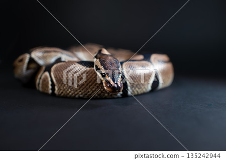 Royal python snake on a black background. Royal python snake on a black background. 135242944