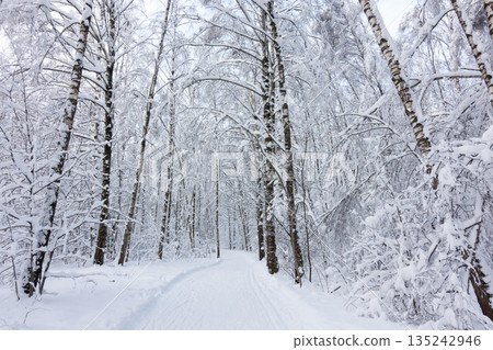 Ski trail in a snowy forest. Beautiful winter forest. 135242946
