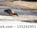 A duck searches for food in early spring. 135242951