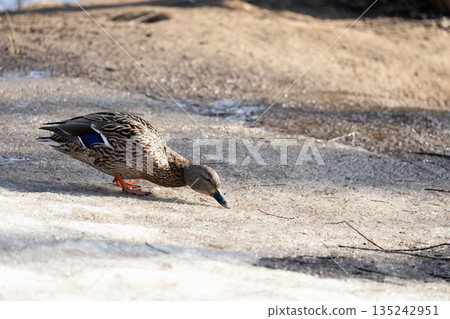 A duck searches for food in early spring. 135242951