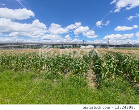 城市附近綿延的綠色田野 135242985