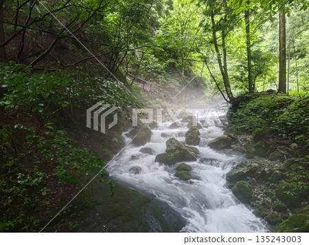霧氣與溪流奏響森林的旋律 霧氣與溪流奏響森林的旋律 135243003