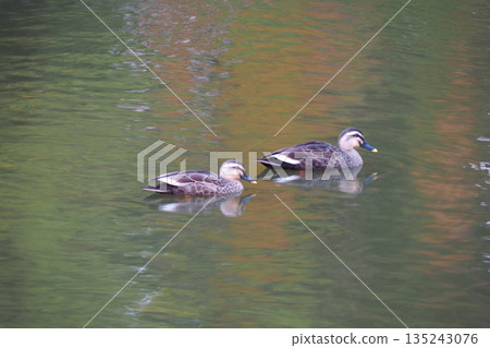 Two birds on the water 135243076