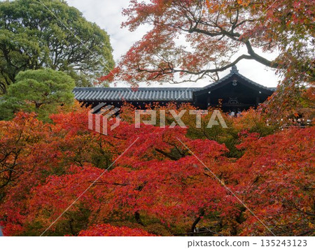 Autumn-colored moss and stone scenery 135243123