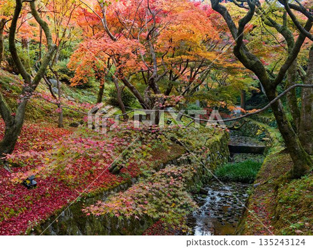 Autumn-colored moss and stone scenery 135243124