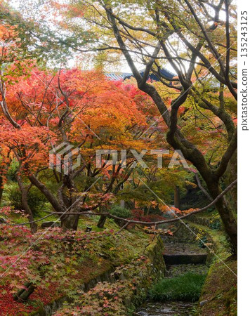 A quiet waterway flowing through a forest of autumn leaves 135243125