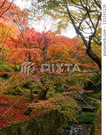 一條靜謐的水道蜿蜒流淌在秋葉覆蓋的森林中。 135243126