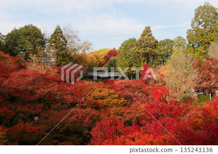 A sea of autumn leaves seen from Tsutenkyo Bridge 135243136