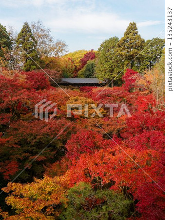 A spectacular view of Tofukuji Temple in autumn colors 135243137