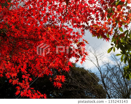 秋日的天空，鋪滿了落葉。 135243143