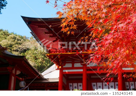 Omi Shrine surrounded by autumn leaves Omi Shrine surrounded by autumn leaves 135243145