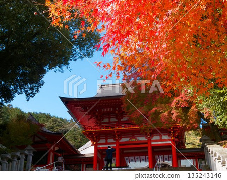 秋葉環繞著大近江神社 秋葉環繞著大近江神社 135243146