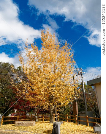 Autumn street corner with yellow leaves 135243158
