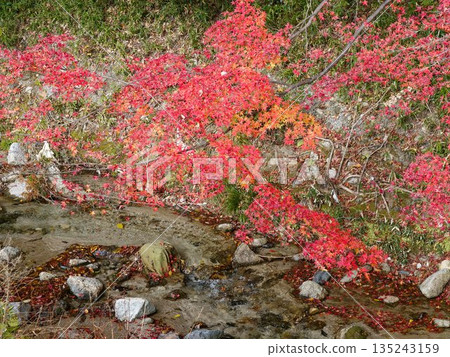 A quiet stream surrounded by autumn leaves 135243159