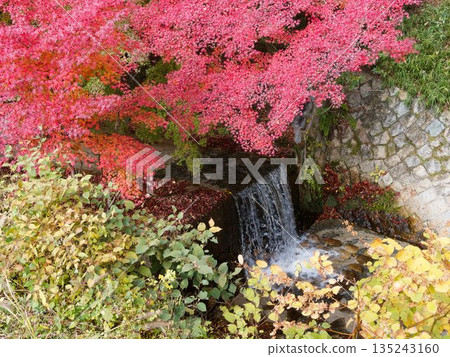 秋日的流水，由岩石和落葉構成。 135243160
