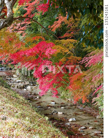 秋日的流水，由岩石和落葉構成。 135243161