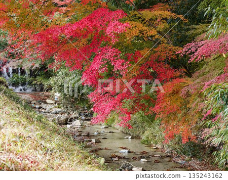 秋葉掩映的花園，潺潺流水聲。 135243162