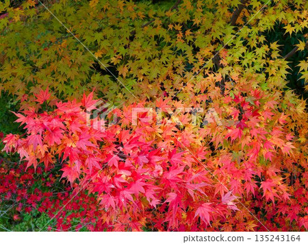 An autumn space surrounded by branches and leaves 135243164