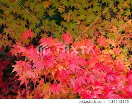 The moment when the season changes from green to red 135243165