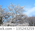 櫻花在蔚藍的春日天空下盛開 135243259