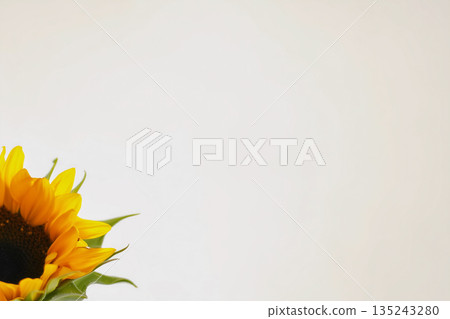 Sunflowers, a symbol of summer, and a bright white background | Visual material that combines seasonal feeling and impact 135243280